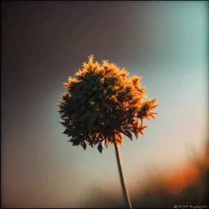 Vibrant Sunflower Blossom in Bright Summer Sky