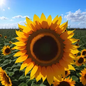 Bright Yellow Sunflower Blossom in Vibrant Summer Field