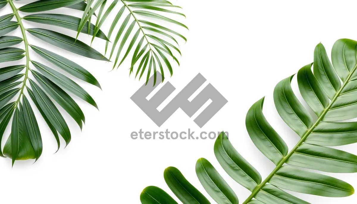 Picture of Modern graphic floral design with leaf pattern and shape.