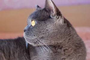 Gray tabby kitten with curious eyes and whiskers.