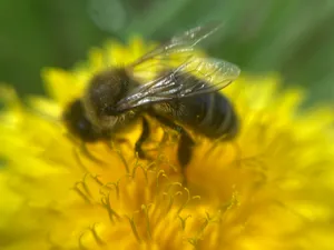 A bee collects pollen on a flower