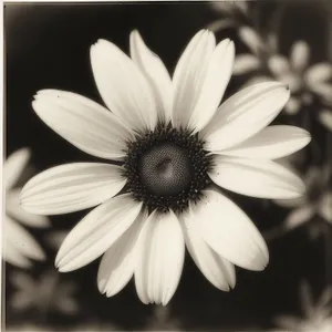 Vibrant Meadow Daisy Blooming in Summer Garden