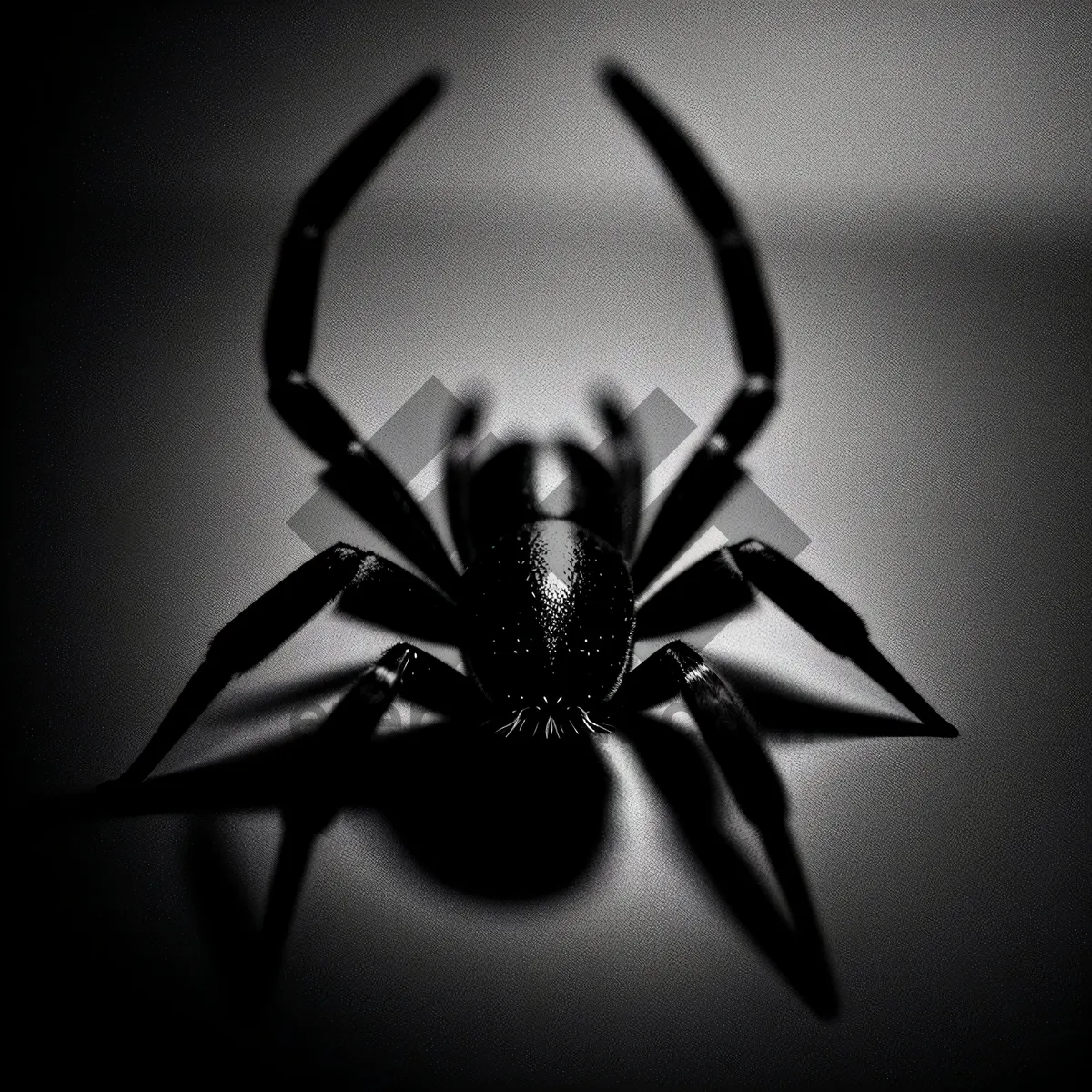Picture of Close-Up View of Black Widow Spider, a Dangerous Arachnid