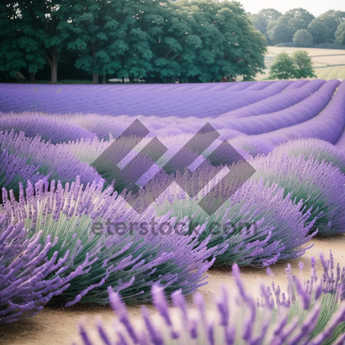 Picture of Lavender Field Blooming in Vibrant Purple