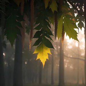 Vibrant Autumn Maple Leaf Amidst Colorful Foliage