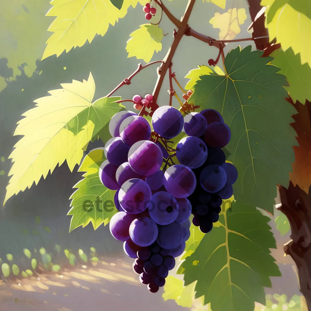 Picture of Luscious Vineyard Grapes in Autumn Harvest