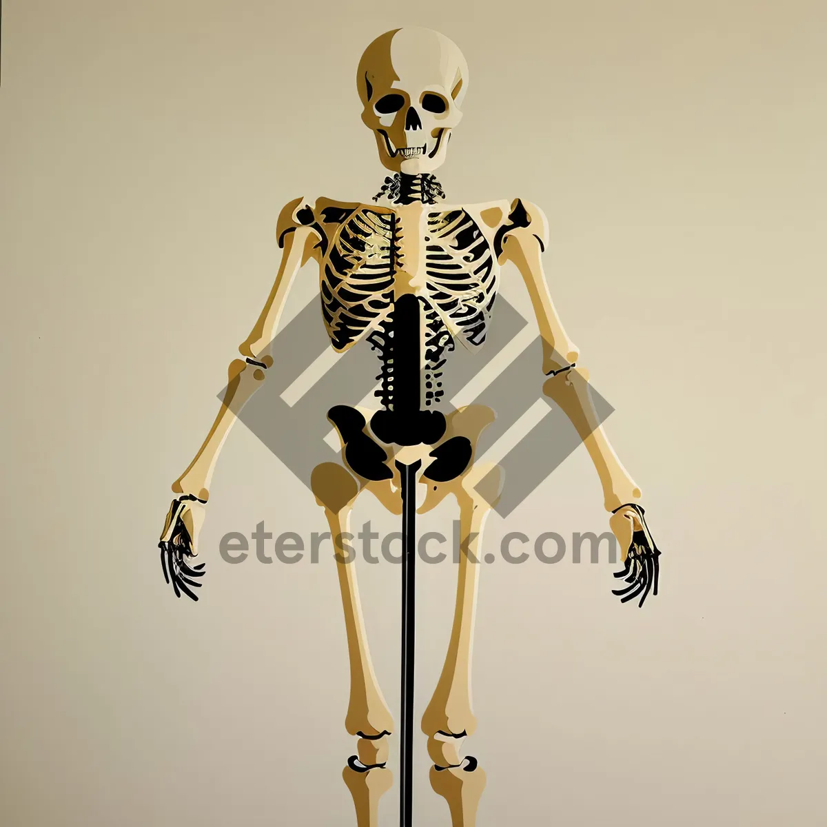 Picture of Human skeleton showing spinal anatomy and hip joint