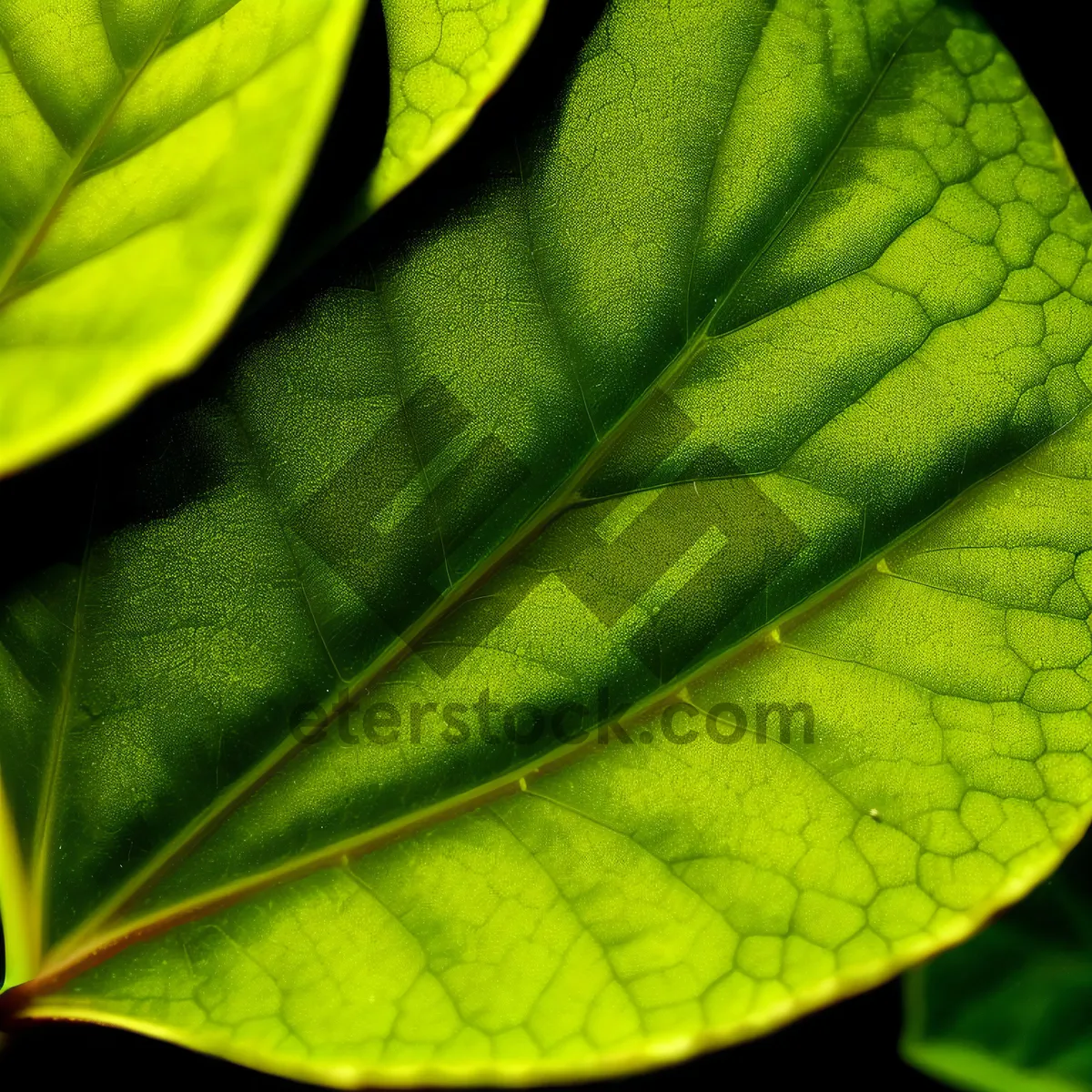 Picture of Vibrant Organic Green Leafy Snake Bean Texture