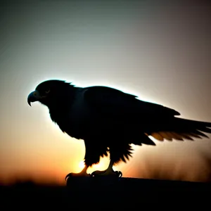 Majestic Black Grouse Feathered Wings Soar