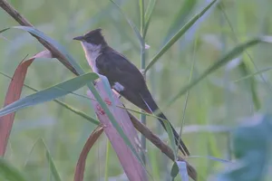 Nightengale perched on branch at night