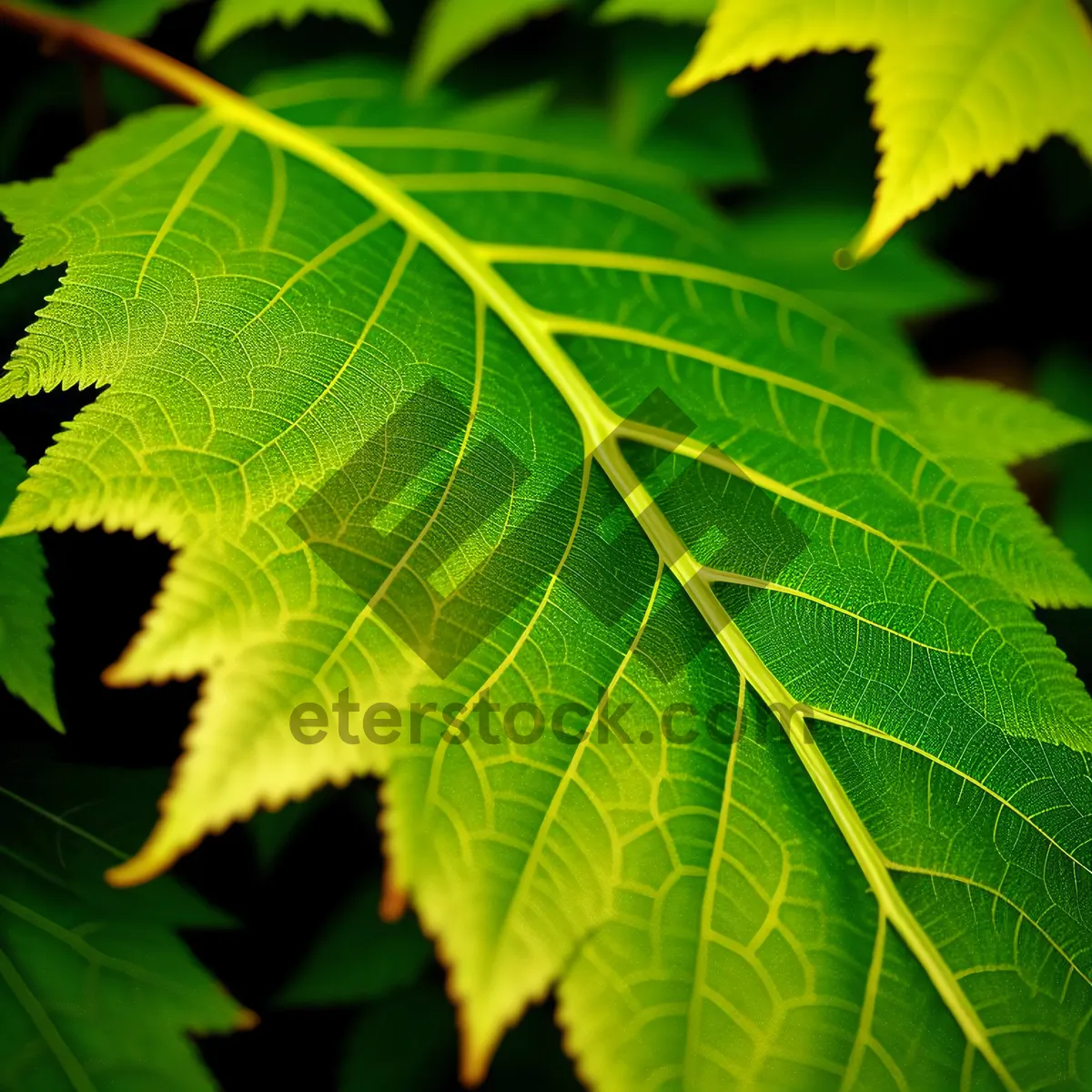 Picture of Vibrant Sumac Leaves in Sunlit Forest