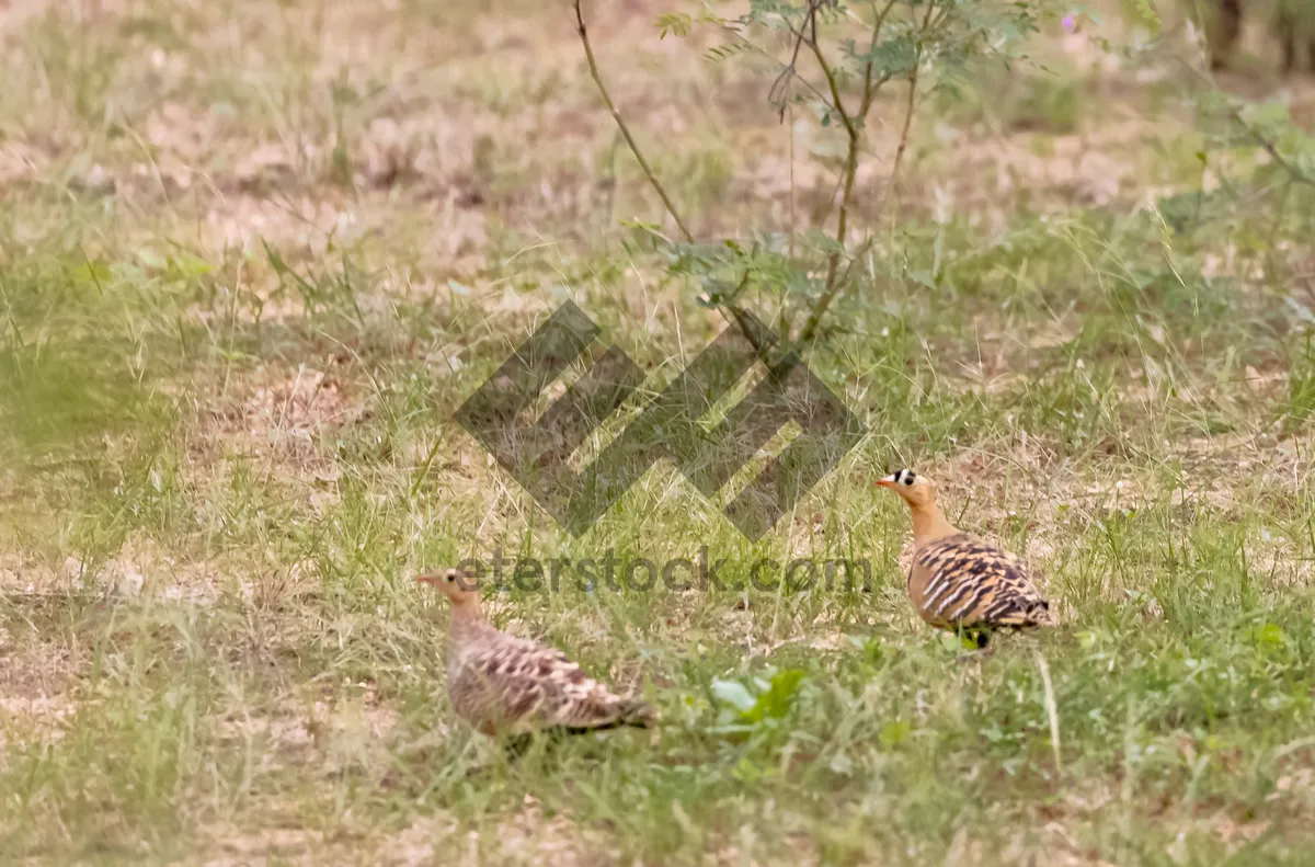 Picture of Ruffed Grouse in the Brown Grass Park