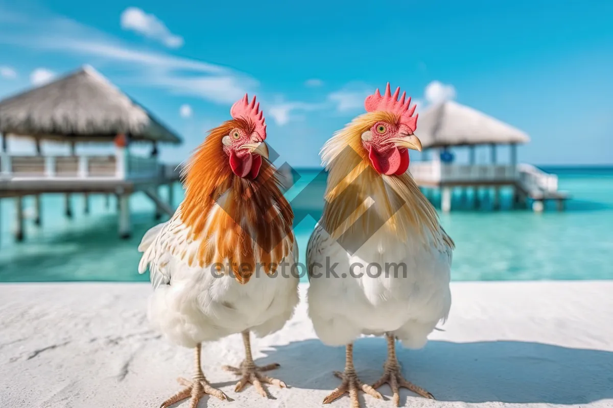 Picture of Domestic Chicken on Farm with Feathers and Beak