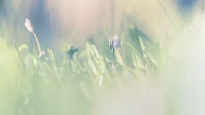 Dandelion Motion in Digital Space - Artistic Wallpaper