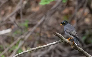 Black Starling perched on tree branch in the wild