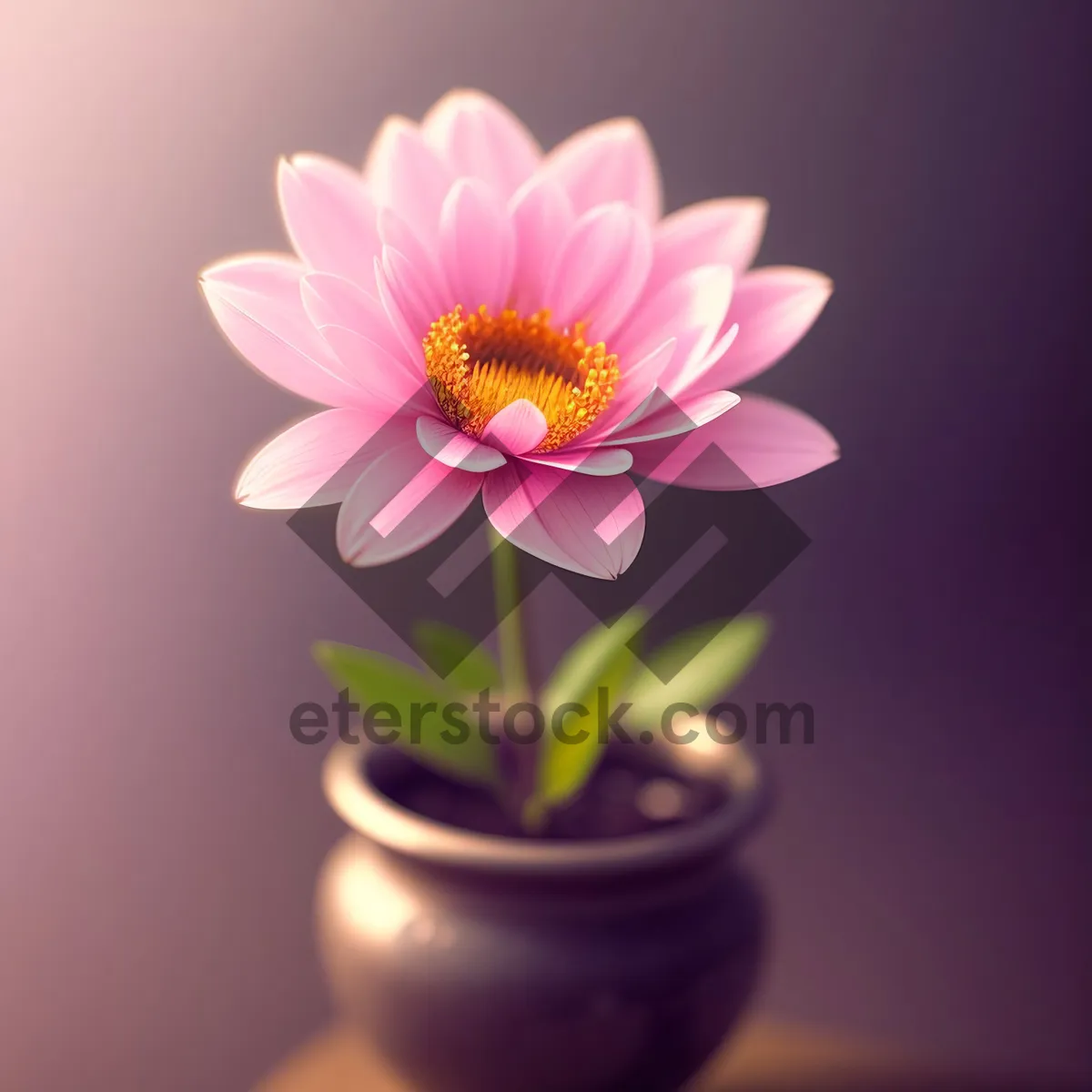 Picture of Vibrant Pink Lotus Flower in Full Bloom