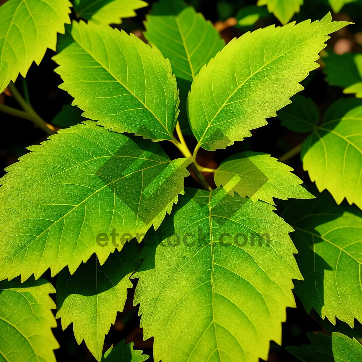 Picture of Vibrant Maple Leaves in Sunlit Forest