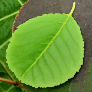 Fresh Leafy Foliage in Vibrant Forest