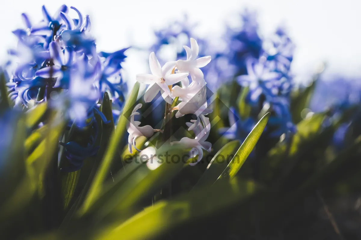 Picture of Spring blooming hyacinth in garden