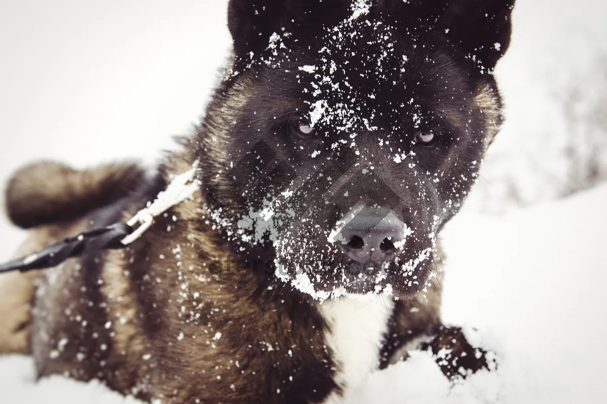 Picture of Adorable snow puppy with big brown eyes and furry coat