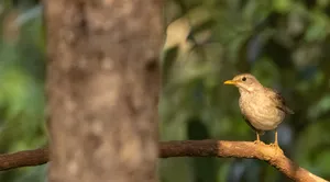 Black Sparrow with Brown Wings in Spring Garden.