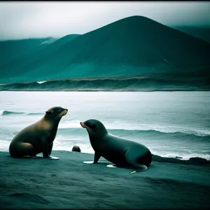 Majestic Arctic Coastal Sea Lion