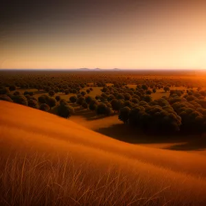 Serenity by the Sea: Golden Dunes Embracing Sunset