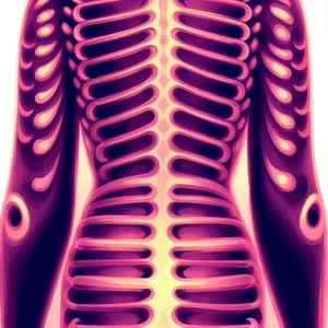 Human Anatomy: 3D X-ray of Spine