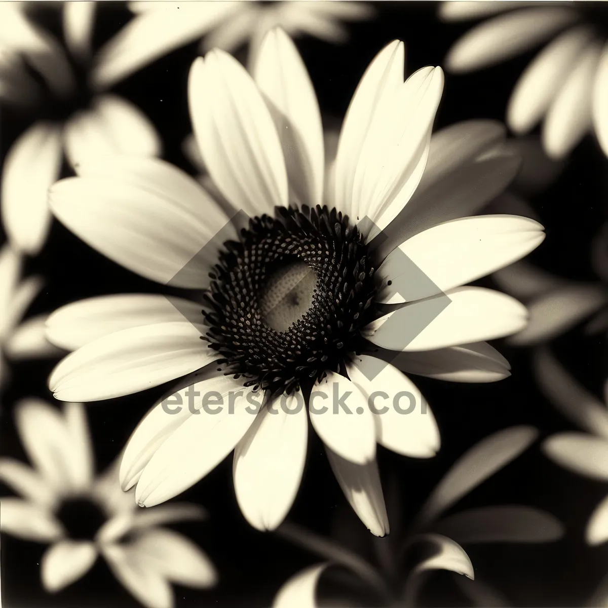 Picture of Sunny Meadow Daisy Blooming in Summer Garden