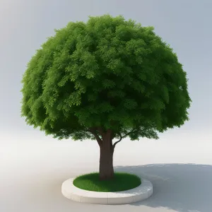 Miniature Evergreen Bonsai Tree in Spring