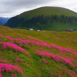 Serene Highland Meadow with Colorful Moss Pink Blooms