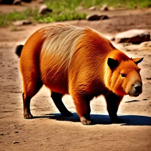 Wild Boar Piglet Grazing at Zoo - Wildlife Snapshot