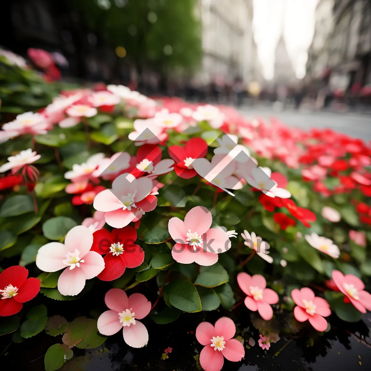 Picture of Pink Periwinkle Floral Blossoms in Vibrant Garden