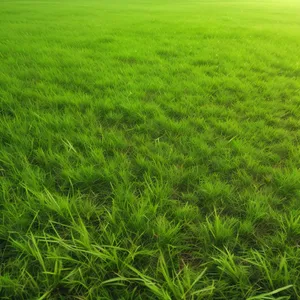 Lush Rice Field in Summer Harvest