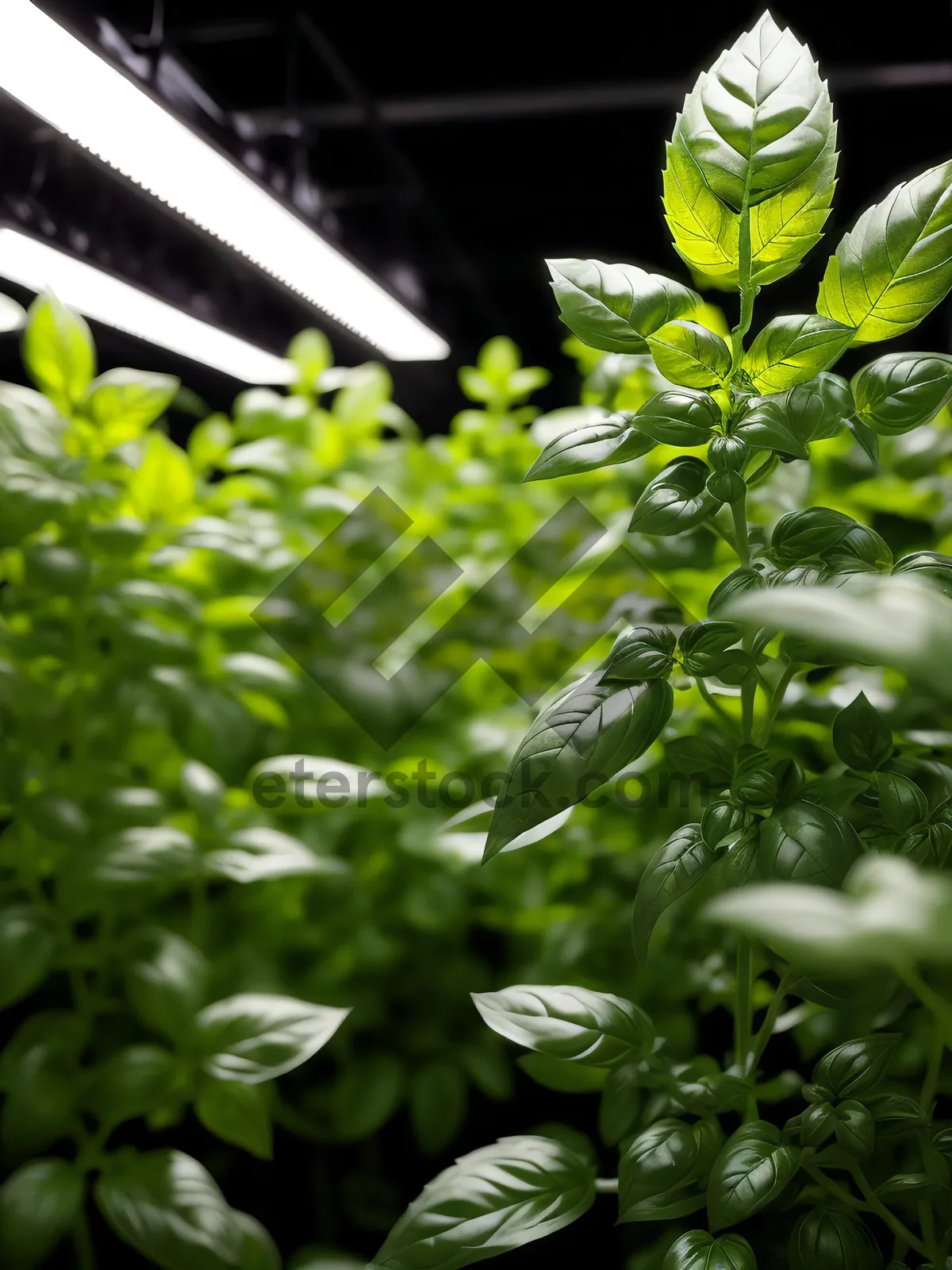 Picture of Organic Basil Leaves: Fresh Garden Herb with Natural Vascular Plant Growth