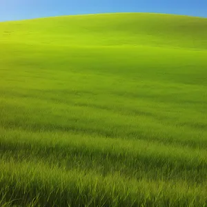 Golden Fields under Blue Skies