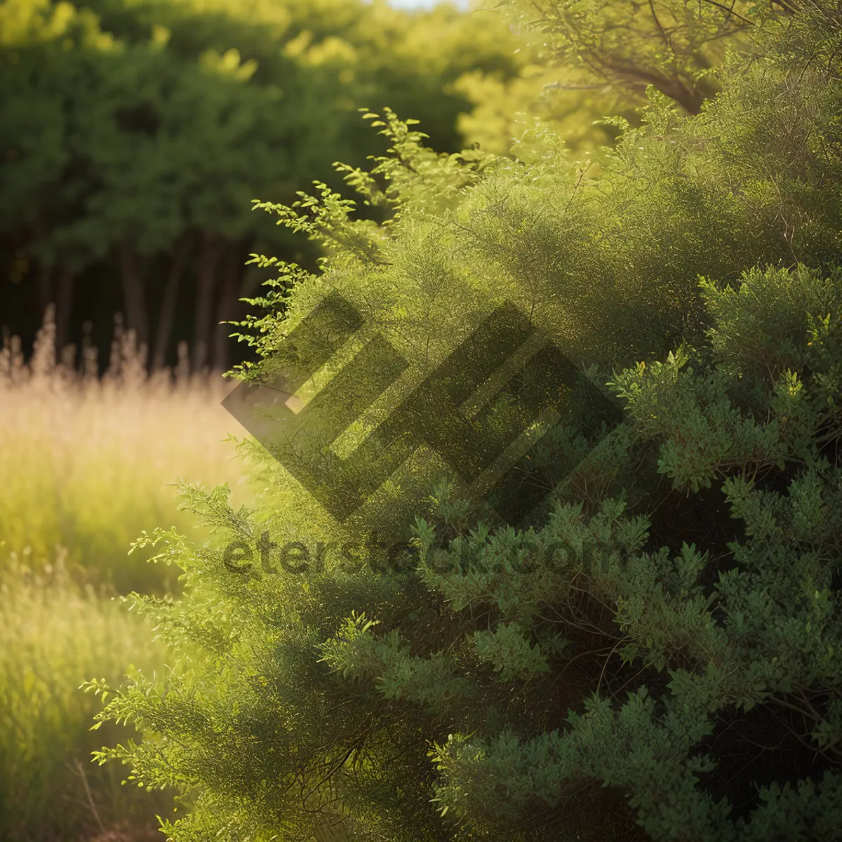 Picture of Autumn Forest Landscape with Sprinkler amidst Trees