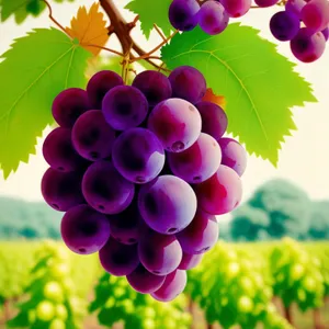 Delicious Autumn Grape Harvest