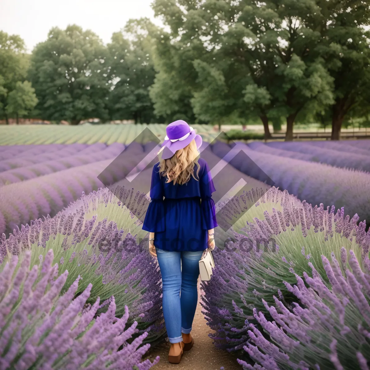 Picture of Lavender shrub in rural countryside field