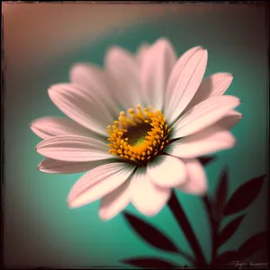 Vibrant Blooming Daisy in a Summer Garden
