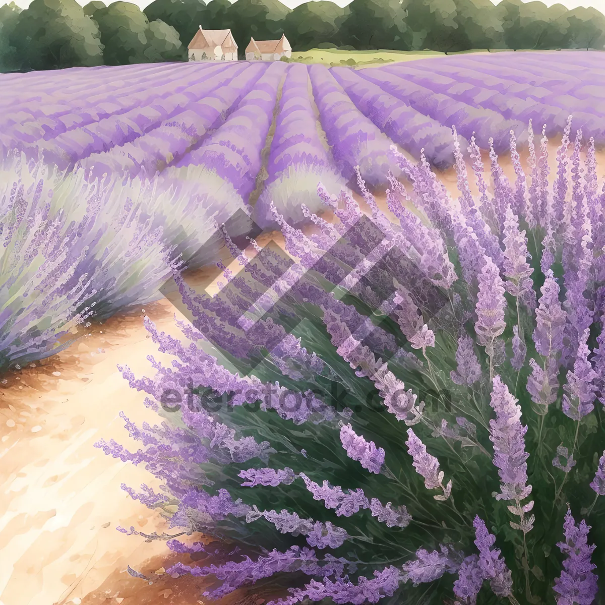 Picture of Blooming Lavender Fields: Tranquil Summer Scenery