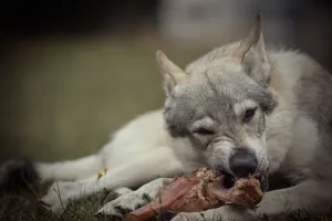 Cute dog with penetrating eyes, domestic pet