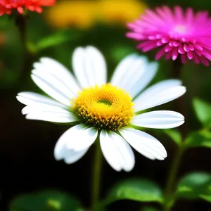 Bright Yellow Chamomile Blooming in Summer Meadow