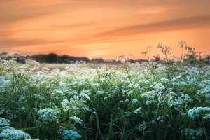 Summer landscape with sun shining over meadow and tree.