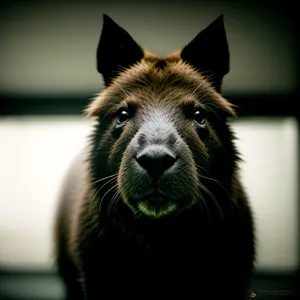 Adorable Shepherd Dog with Piercing Eyes