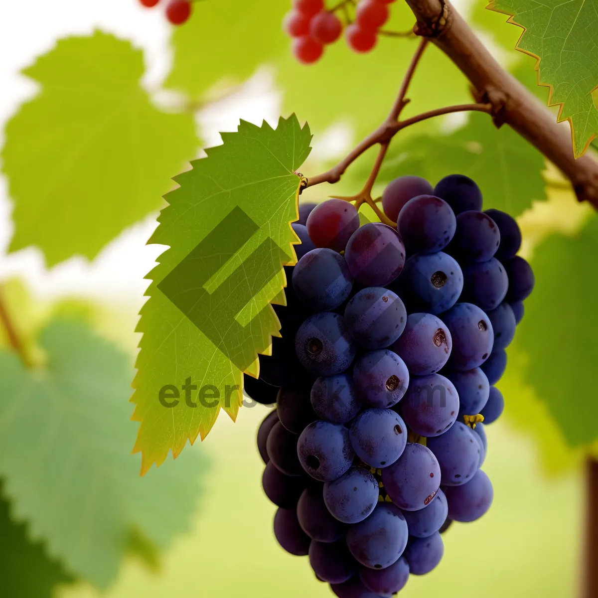 Picture of Juicy Purple Grapes on Vine in a Vineyard