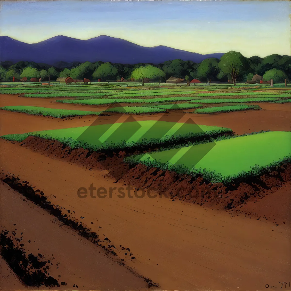 Picture of Idyllic Rice Field Landscape Under Blue Sky