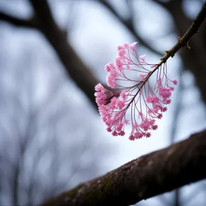 Cherry Blossom in Full Bloom Under Blue Sky