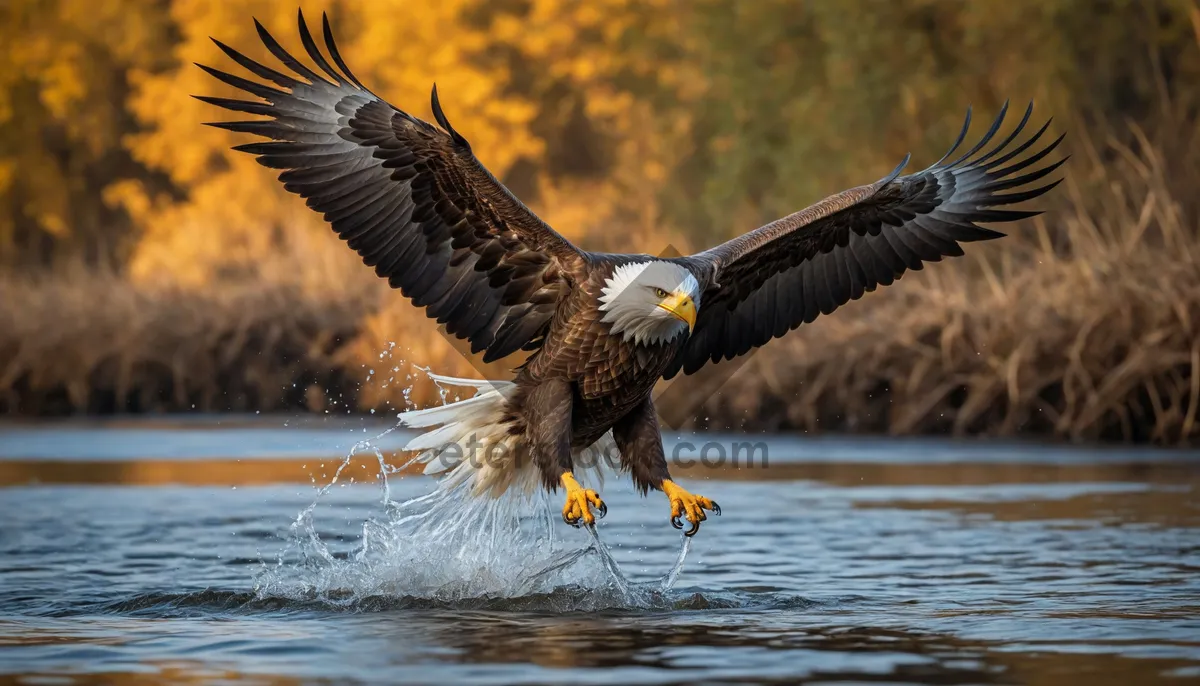 Picture of Bald Eagle in Flight