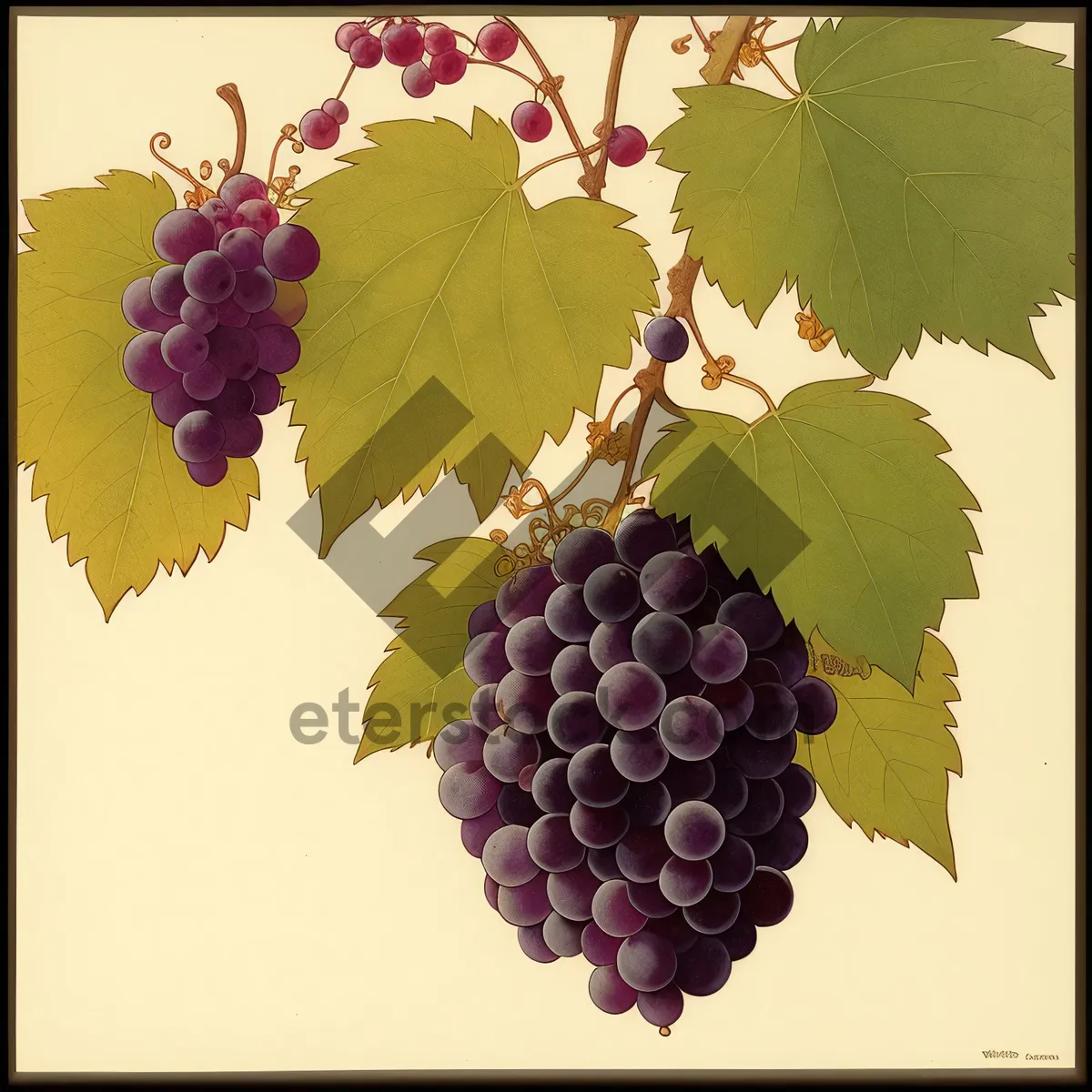 Picture of Juicy Harvest: Organic Concord Grapes from Vineyard